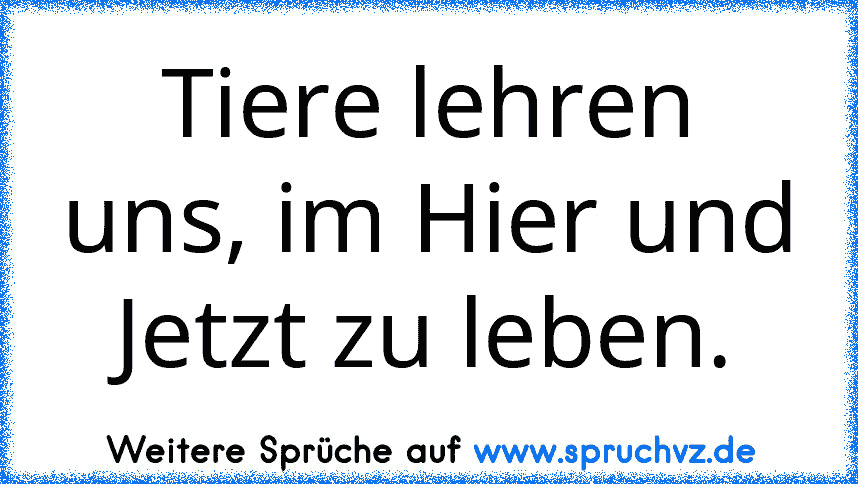 Tiere lehren uns, im Hier und Jetzt zu leben.